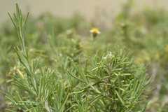 Rosmarinus officinalis